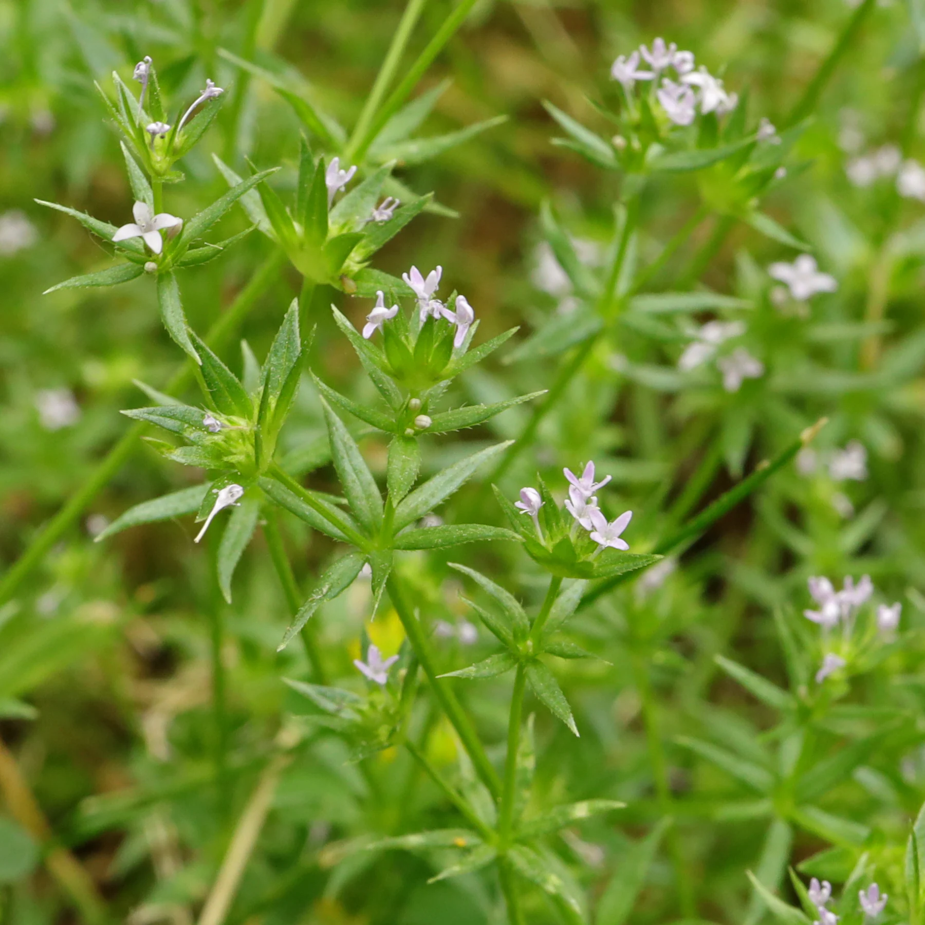 Sherardia arvensis