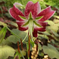 Lilium Black Beauty