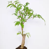 Polyscias filicifolia