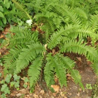 Polystichum aculeatum