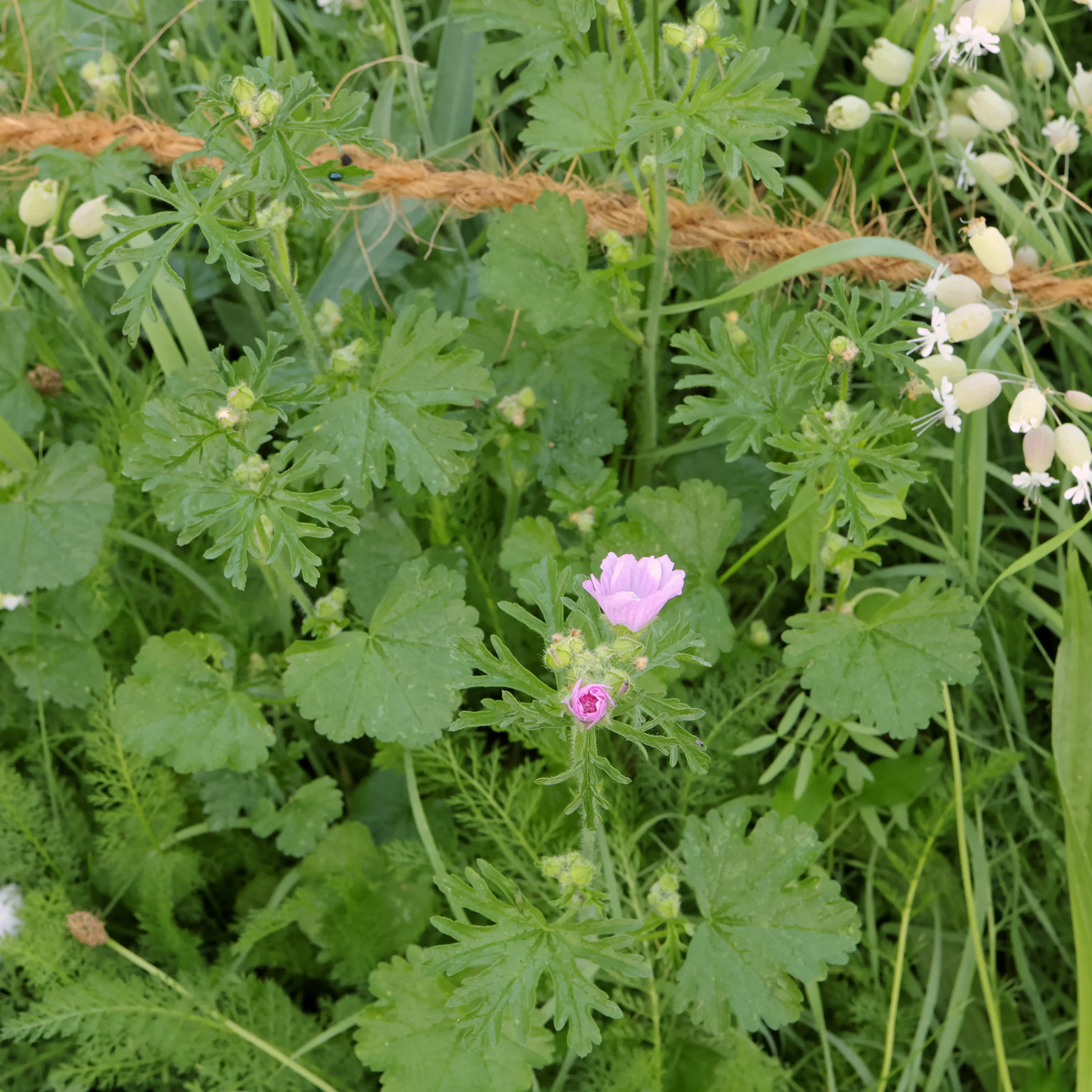 Malva moschata