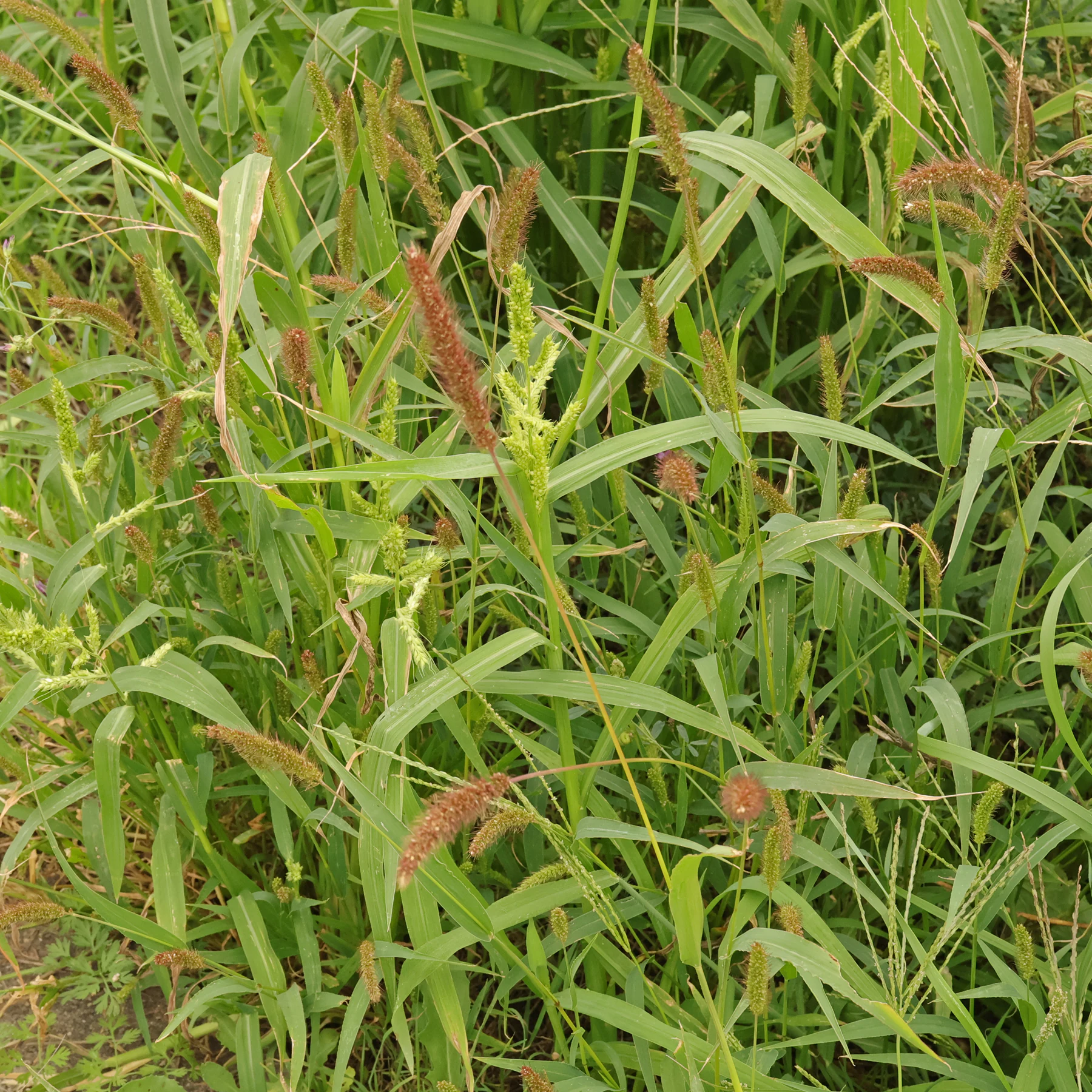Setaria pumila & Echinochloa crus galli