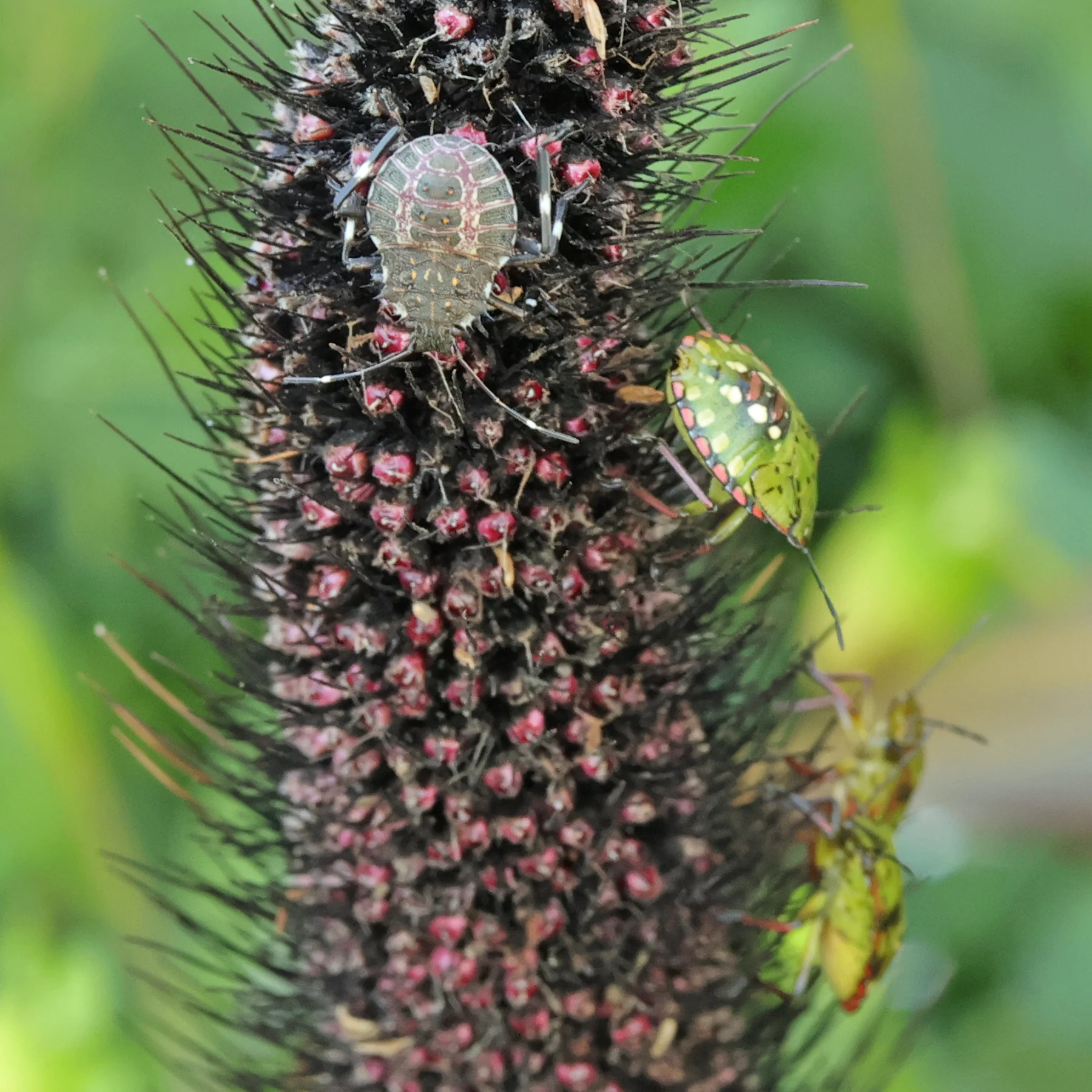 Larva(s) de percevejo asiático e percevejo verde na inflorescência de um painço