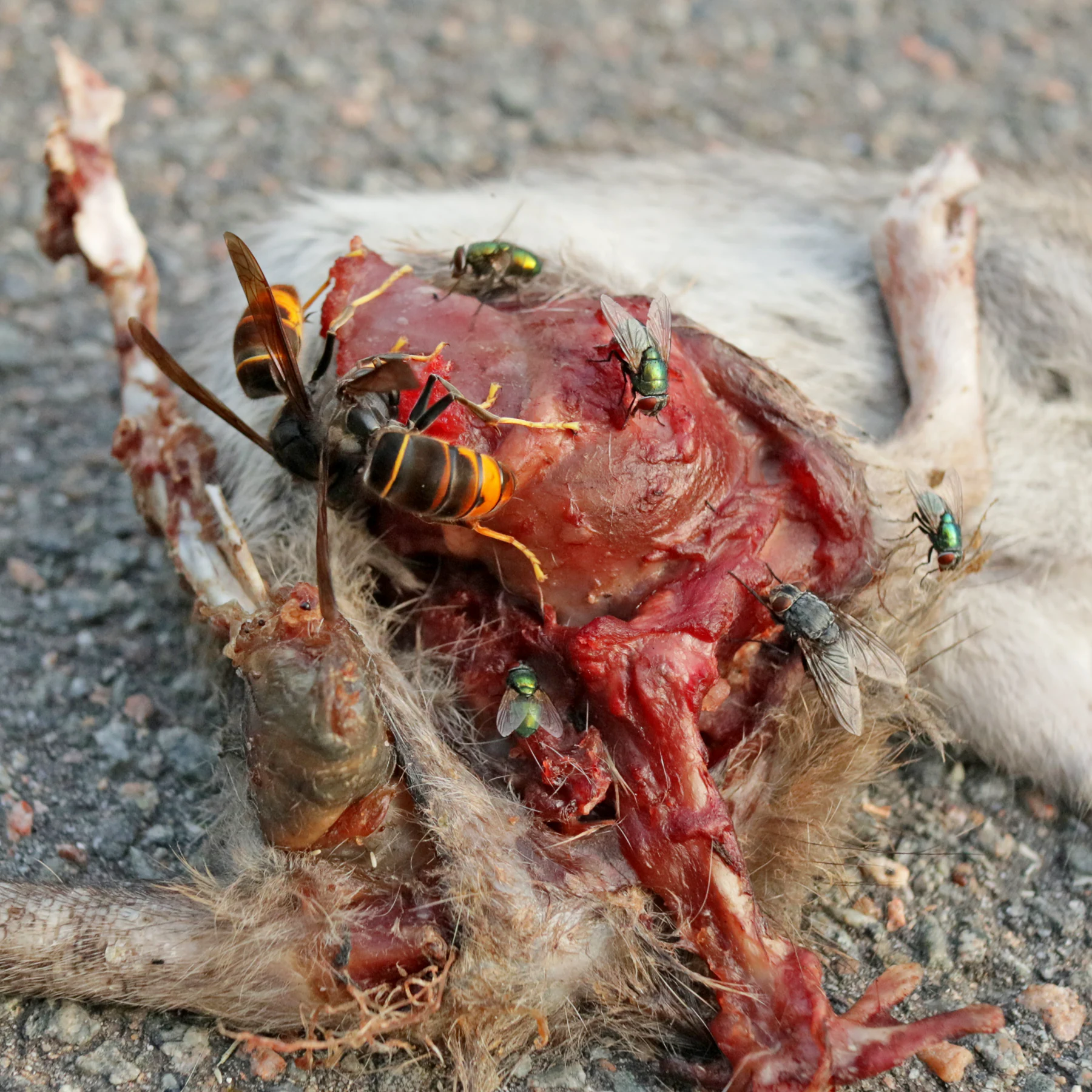 Vespas asiáticas e moscas comem um rato morto