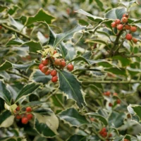 Ilex aquifolium Variegata