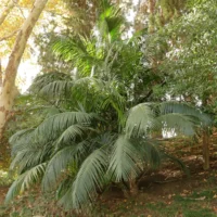 Howea forsteriana