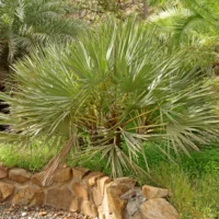Nannorrhops ritchieana