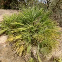 palmeira anã Chamaerops humilis
