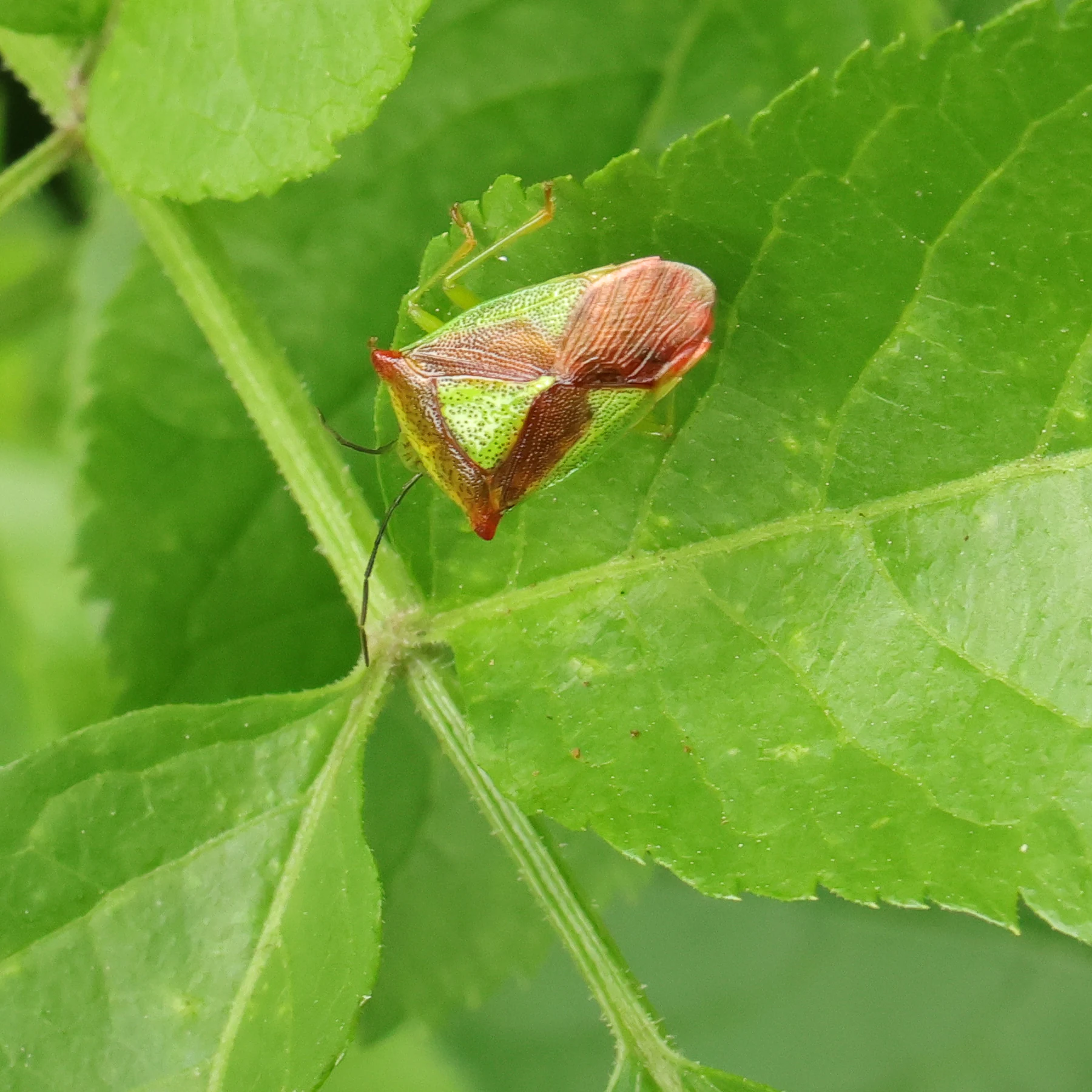 Acanthosoma haemorrhoidale em uma folha de sabugueiro