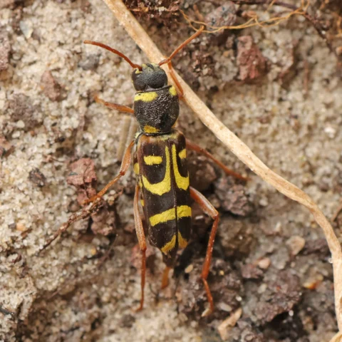 Clytus arietis Escaravelho