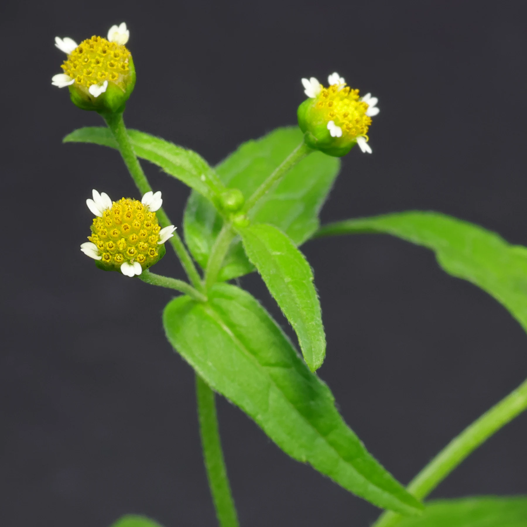 Galinsoga parviflora