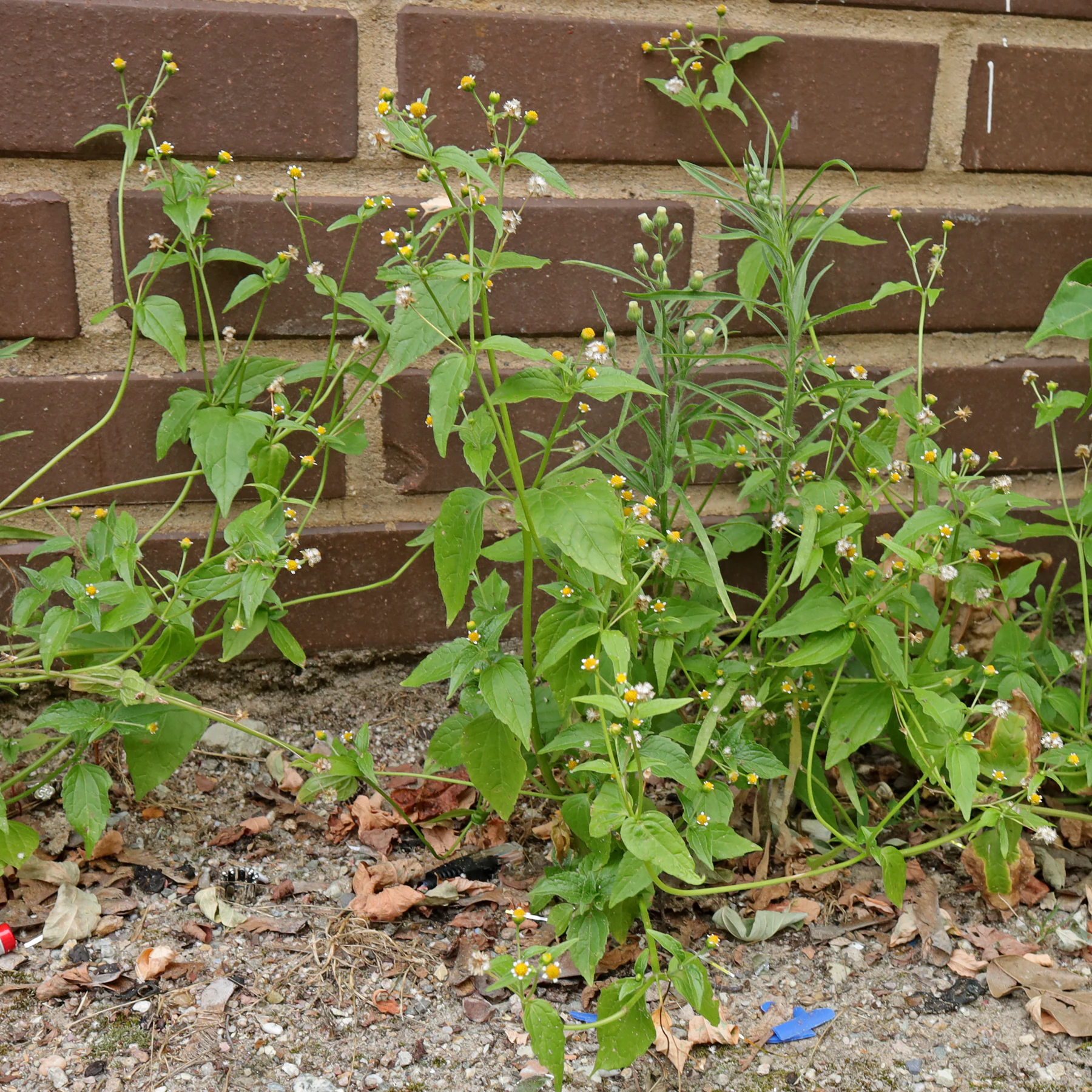 Galinsoga parviflora
