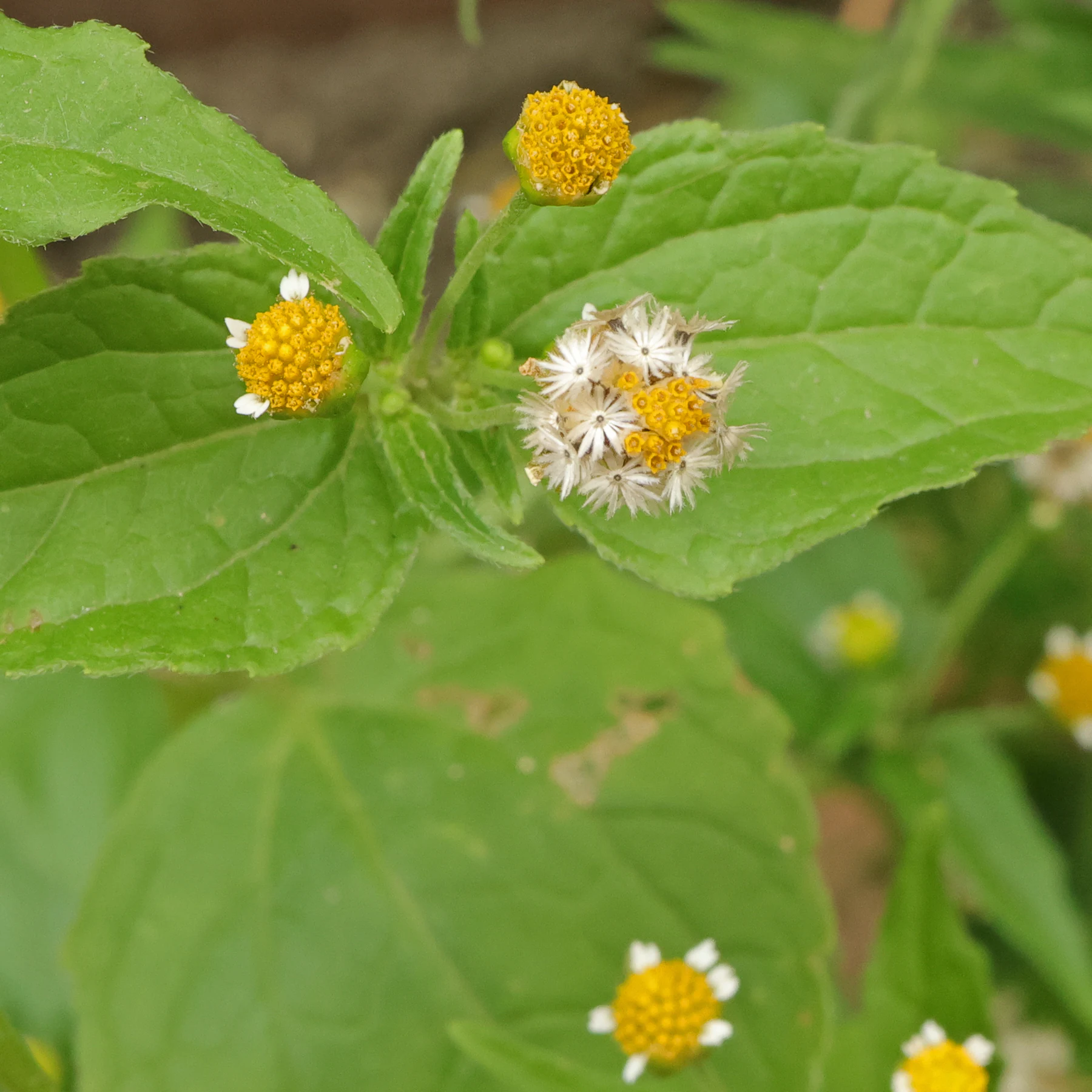 Galinsoga parviflora