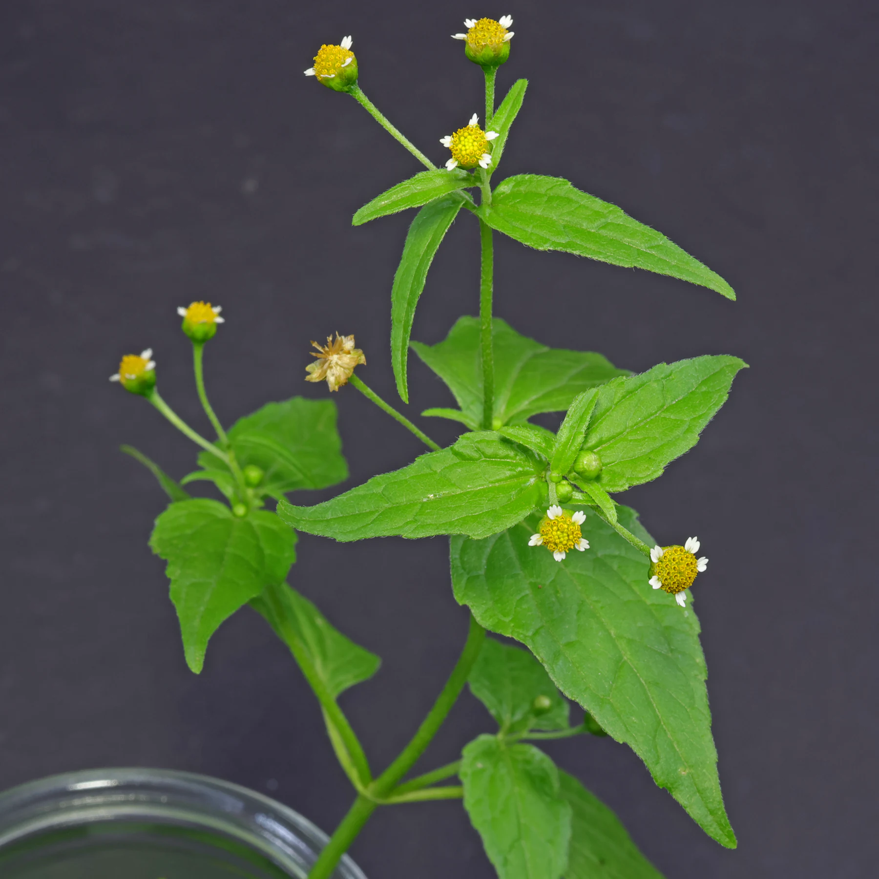 Galinsoga parviflora