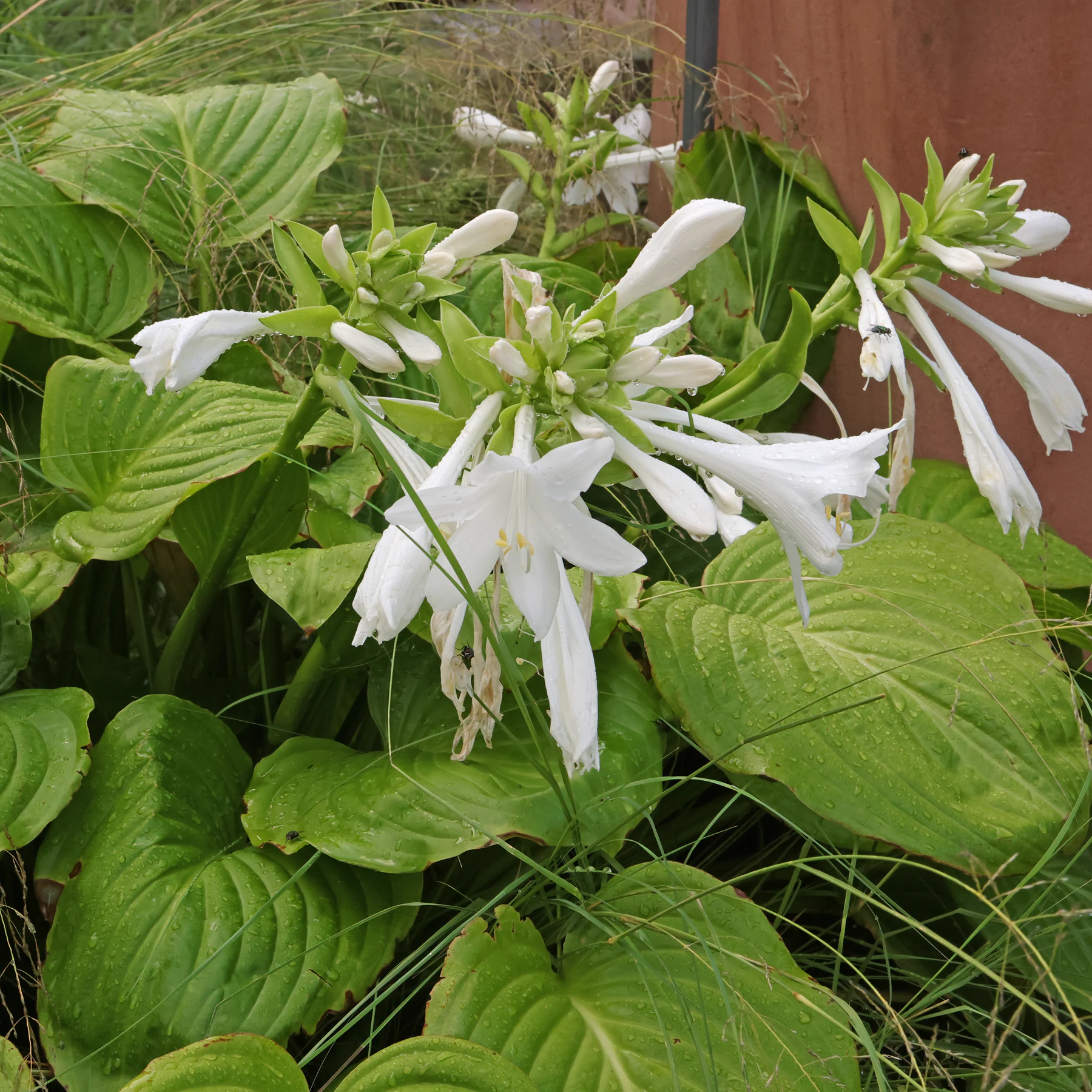 Hosta plantaginea cv