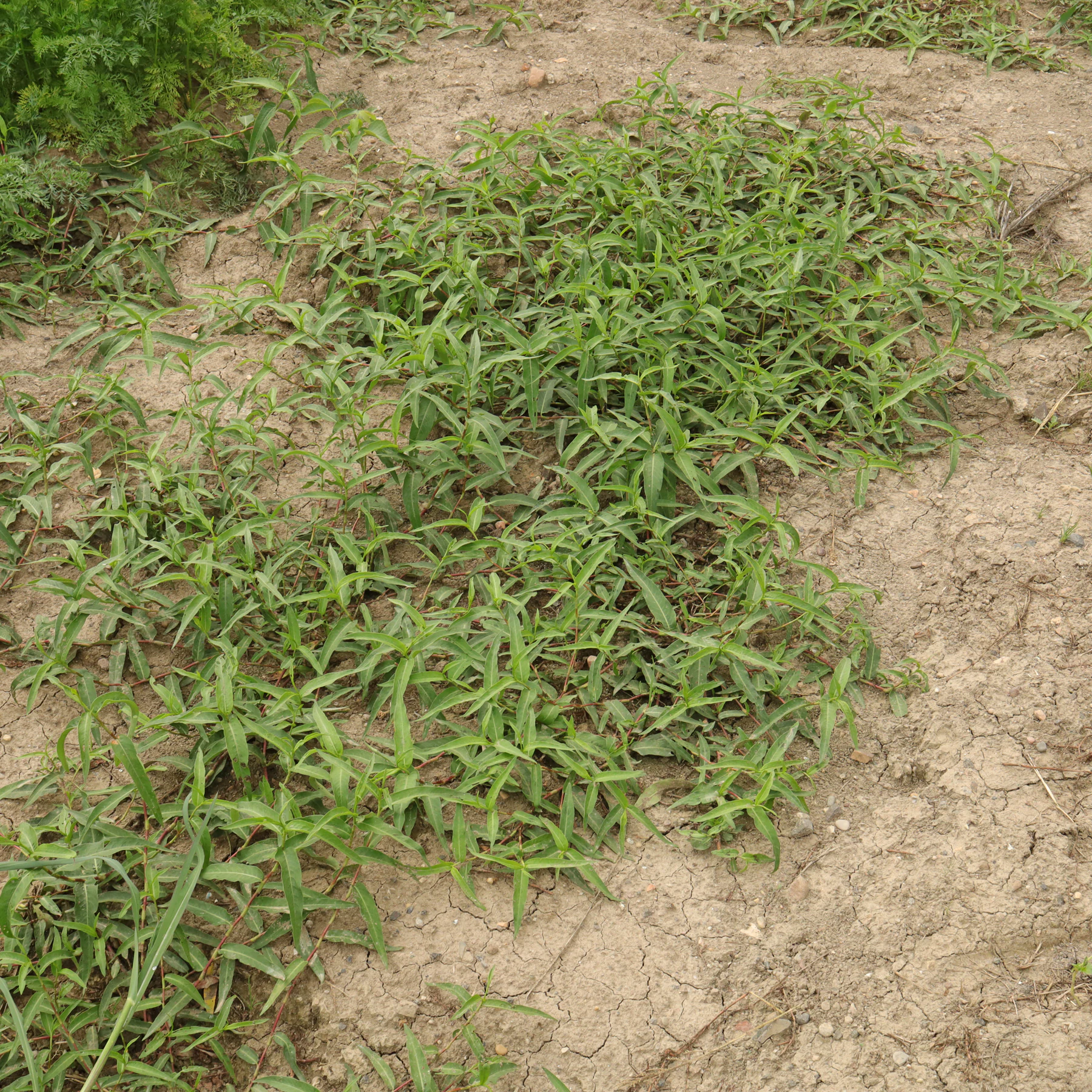 Persicaria amphibia