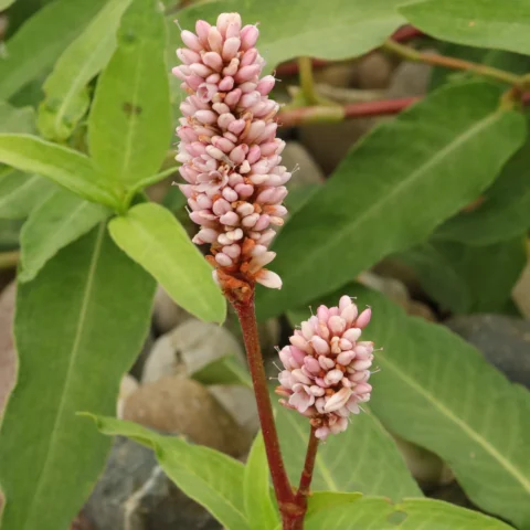 Persicaria amphibia