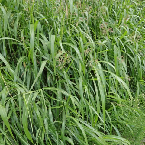 Sorghum halepense