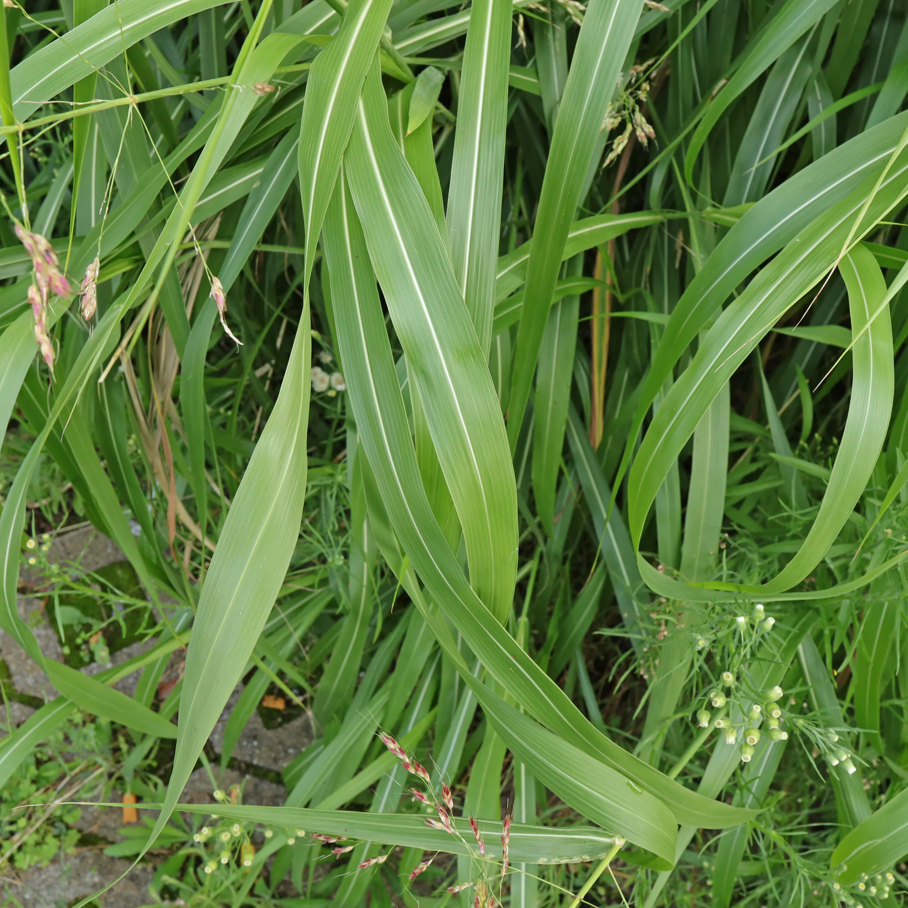 Sorghum halepense
