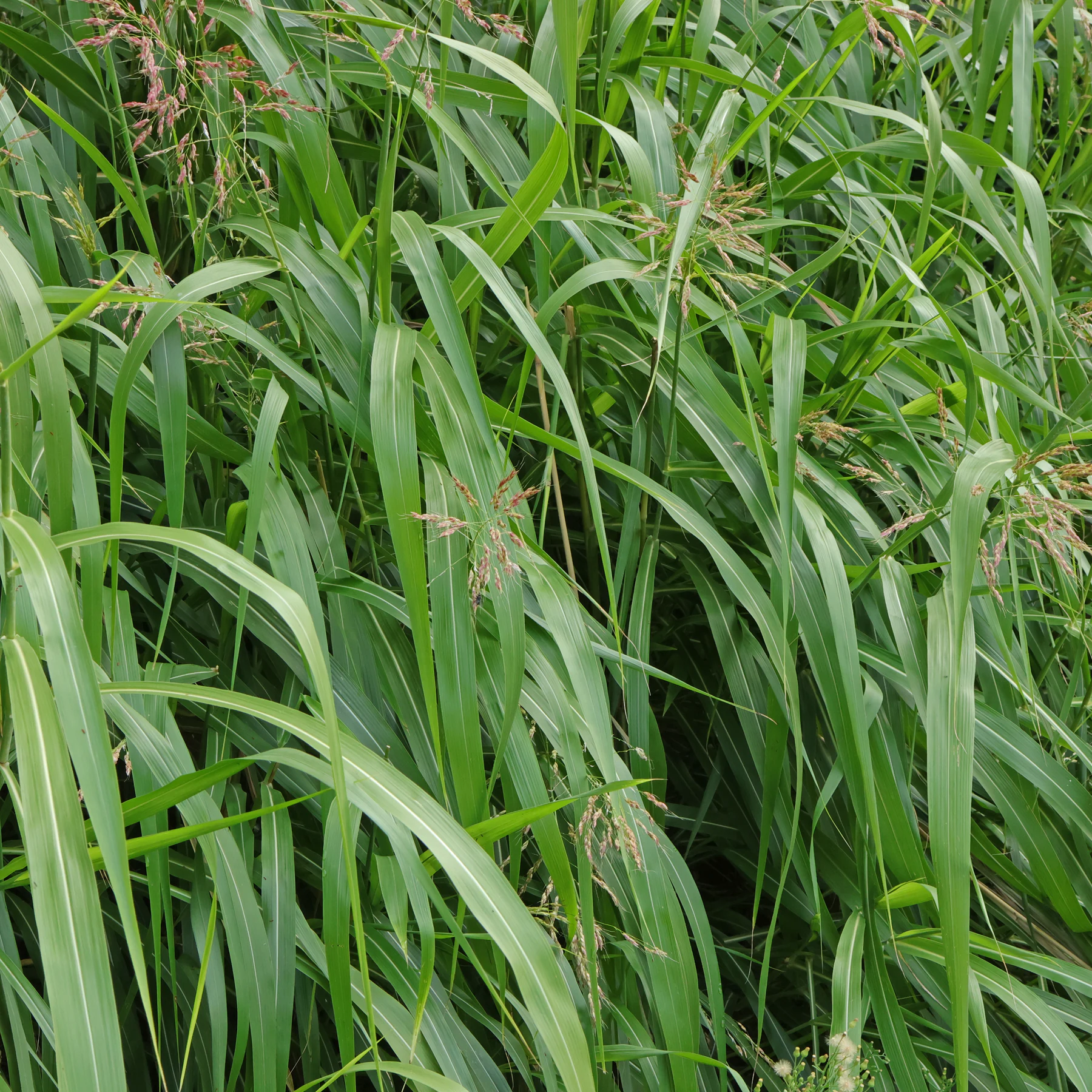 Sorghum halepense