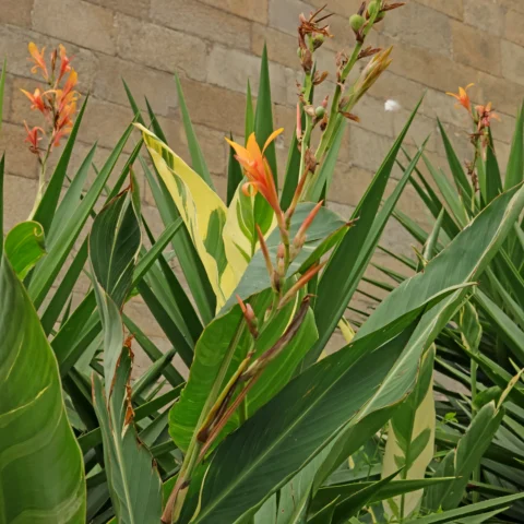 Canna × hybrida Stuttgart