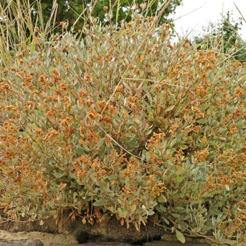 Halimione portulacoides
