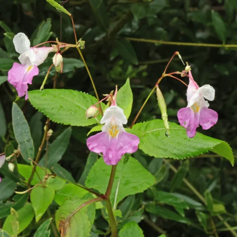 Impatiens balfourii