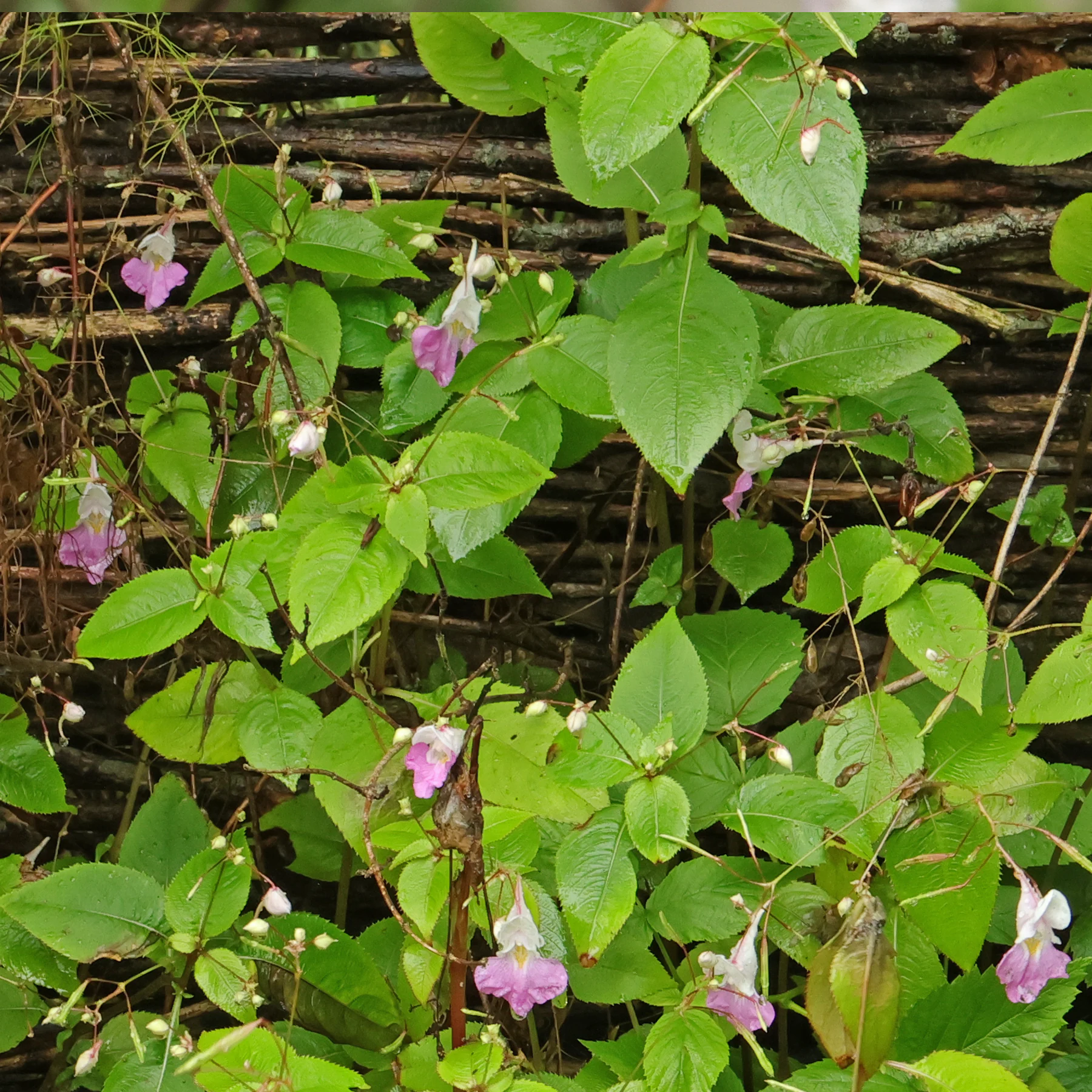 Impatiens balfourii 5