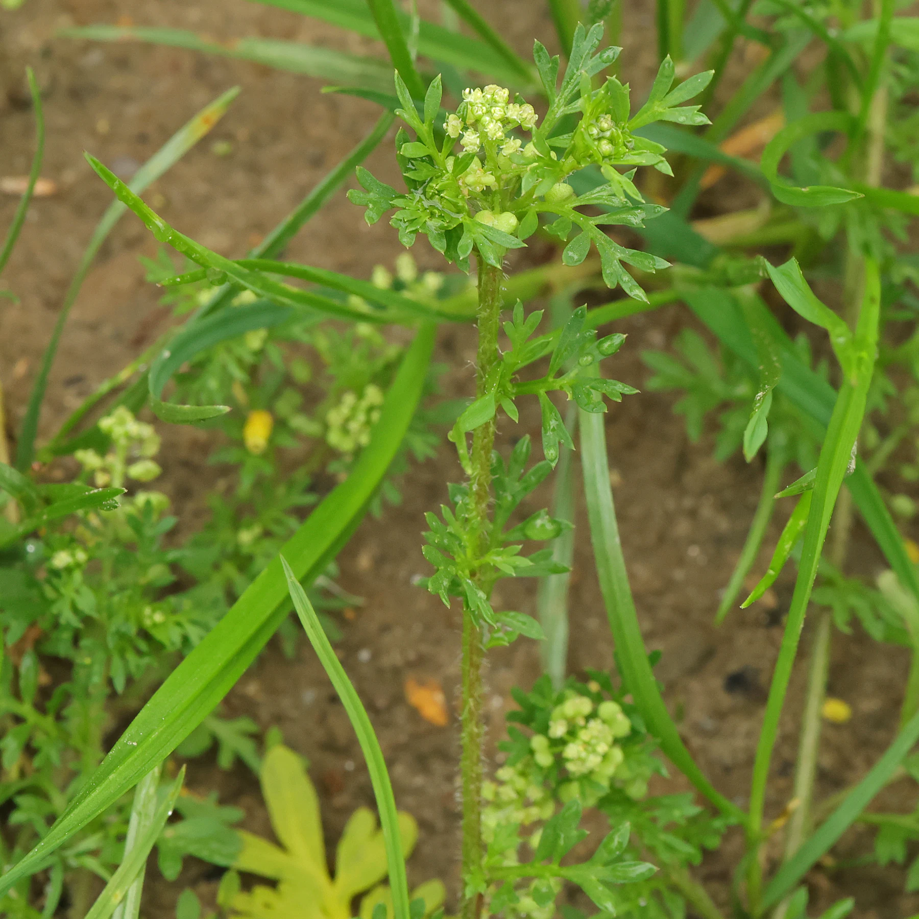 Lepidium didymum 2
