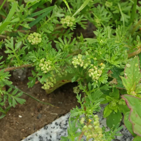 Lepidium didymum