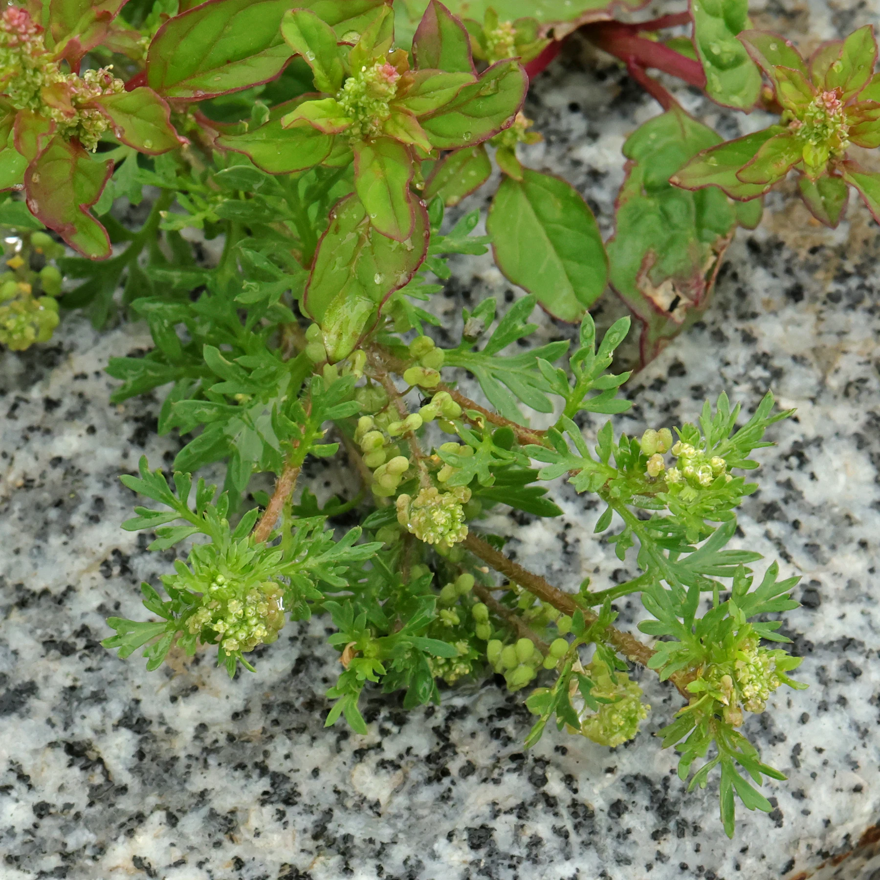 Lepidium didymum & Lipandra polysperma 1