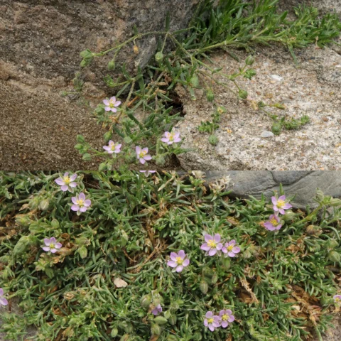 Spergularia rubra