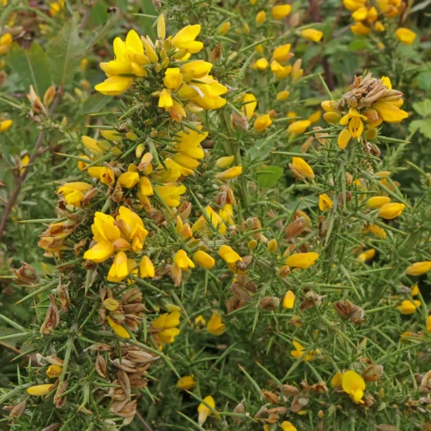 Ulex gallii