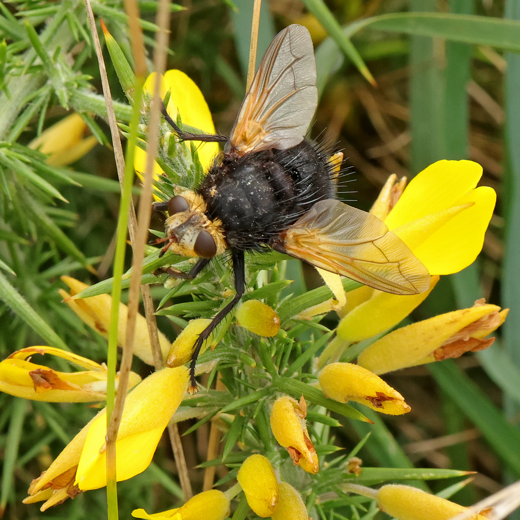 Ulex gallii & Tachina grossa