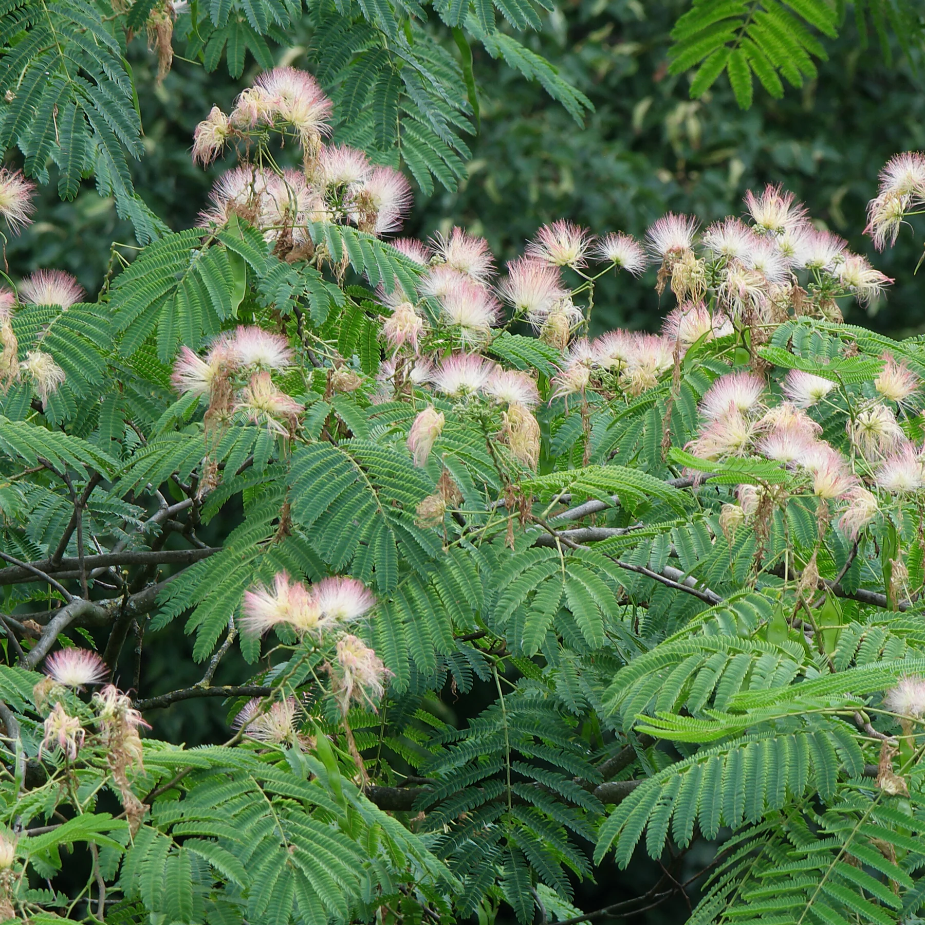Albizia julibrissin cv 1
