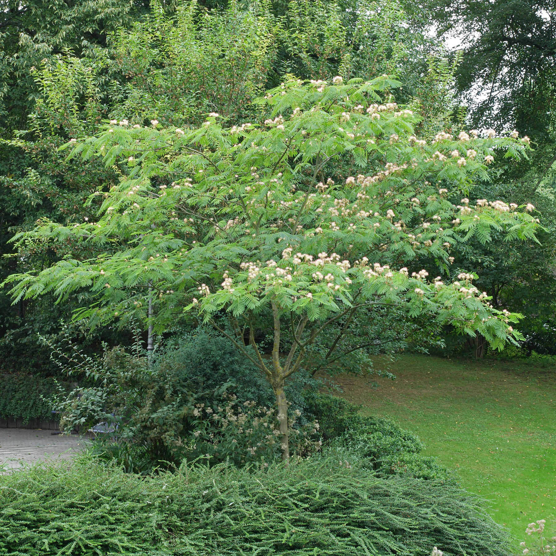 Albizia julibrissin cv 2