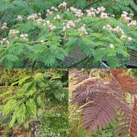 Albizia julibrissin cv