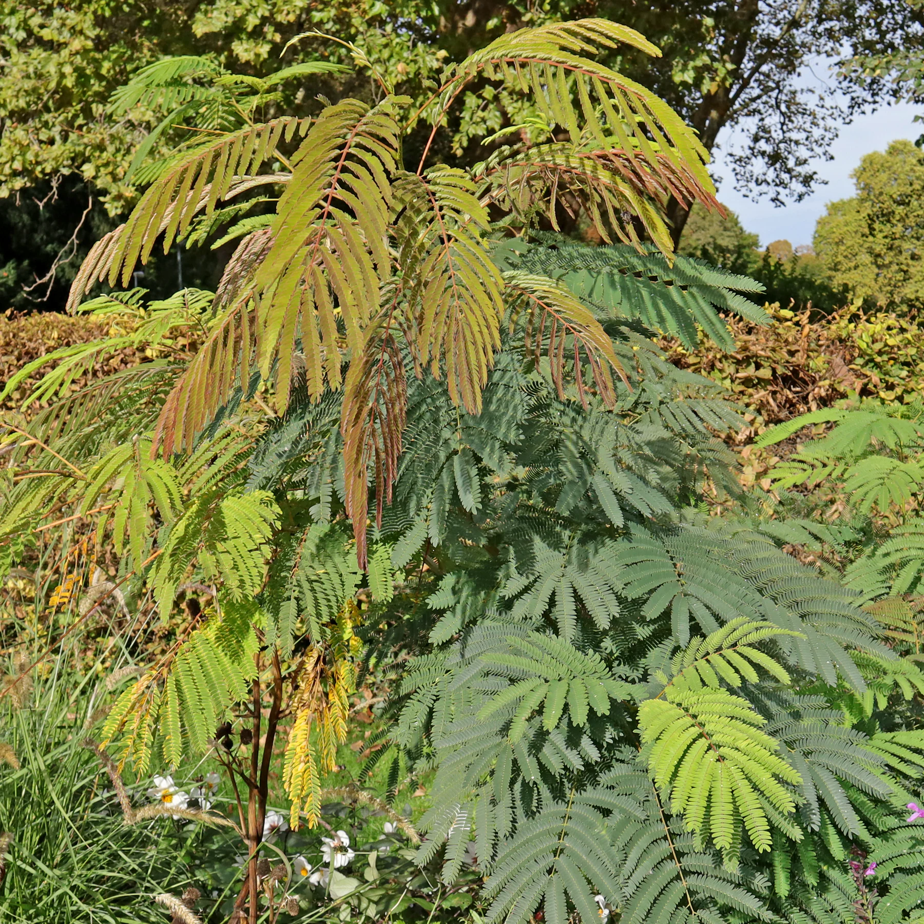 Albizia julibrissin cv 6