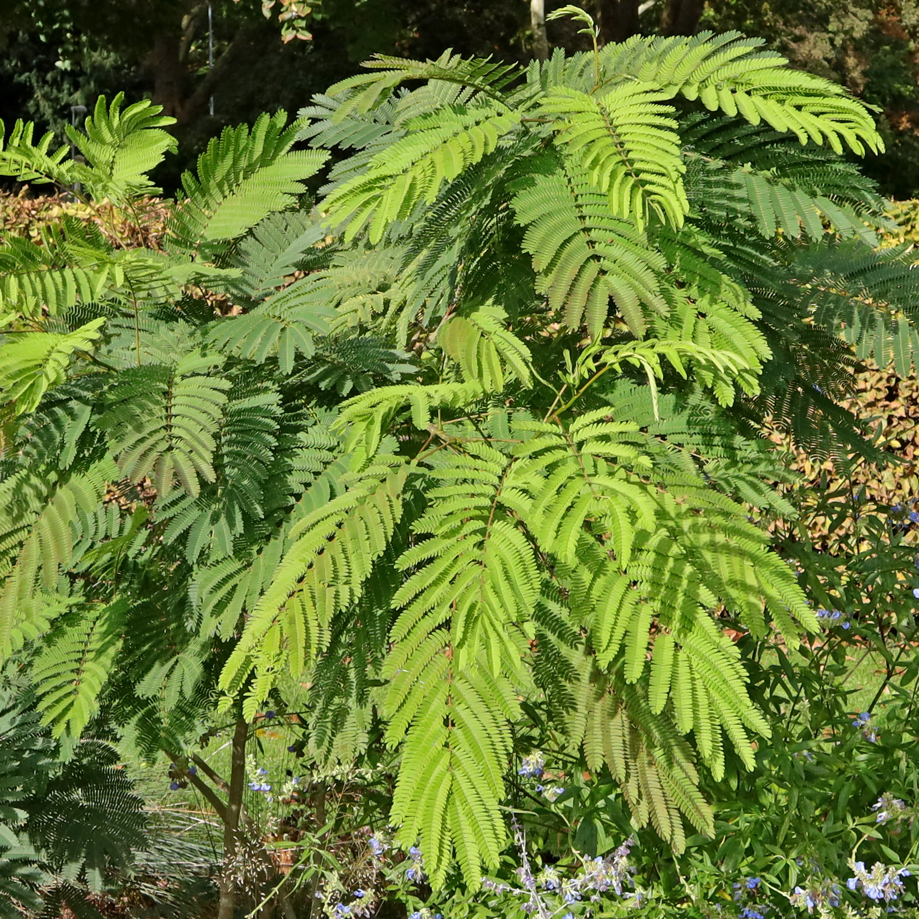 Albizia julibrissin cv 8