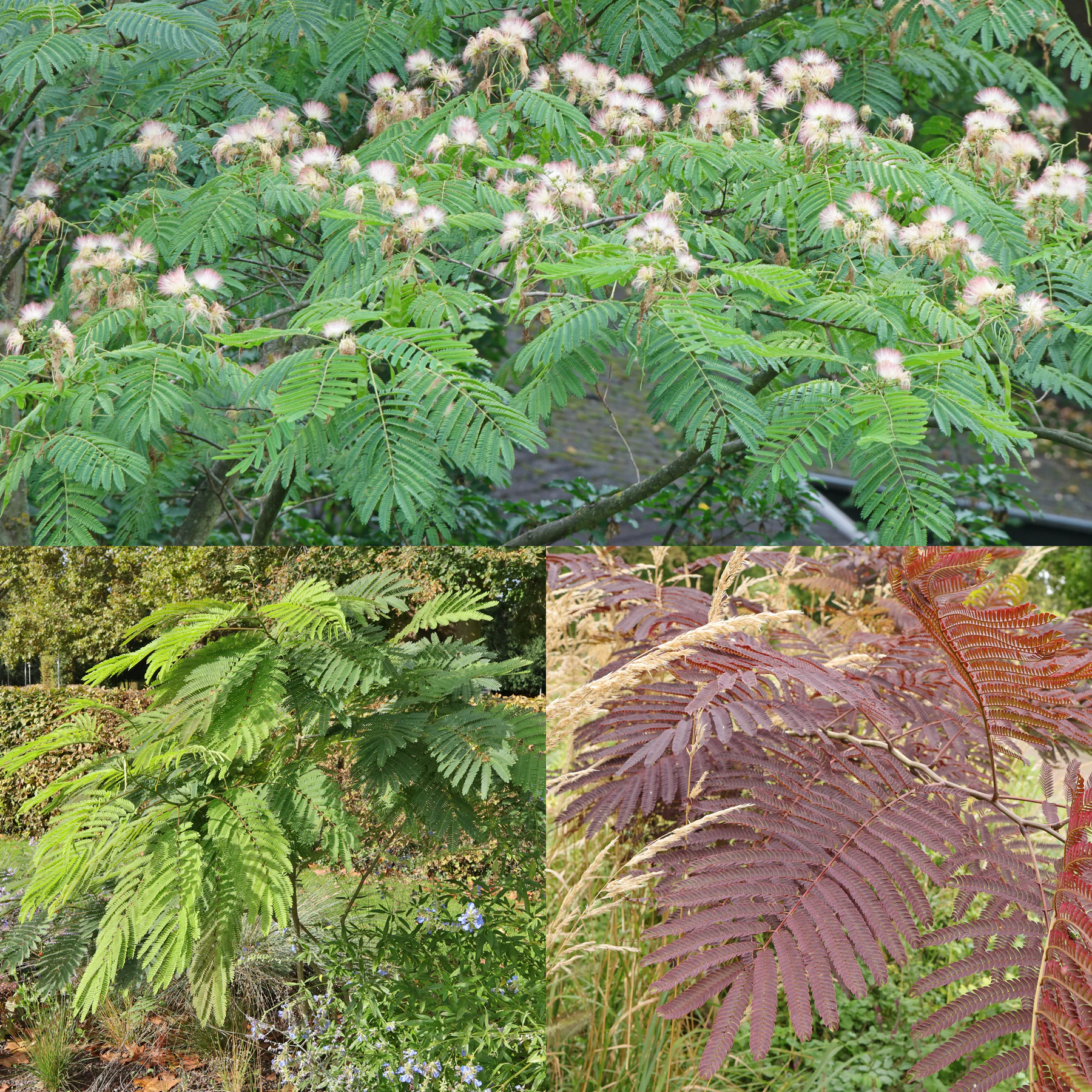 Albizia julibrissin cv