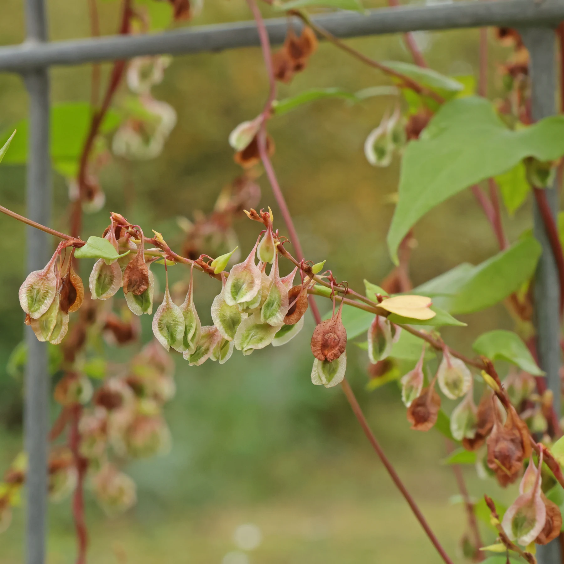 Fallopia dumetorum 3