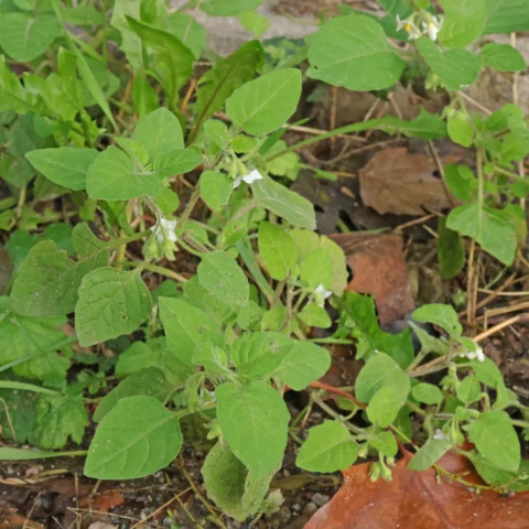 Solanum sarrachoides