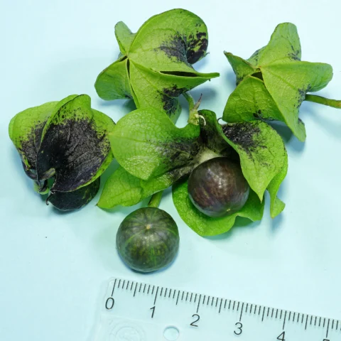 Bagas Joá de capote Nicandra physalodes