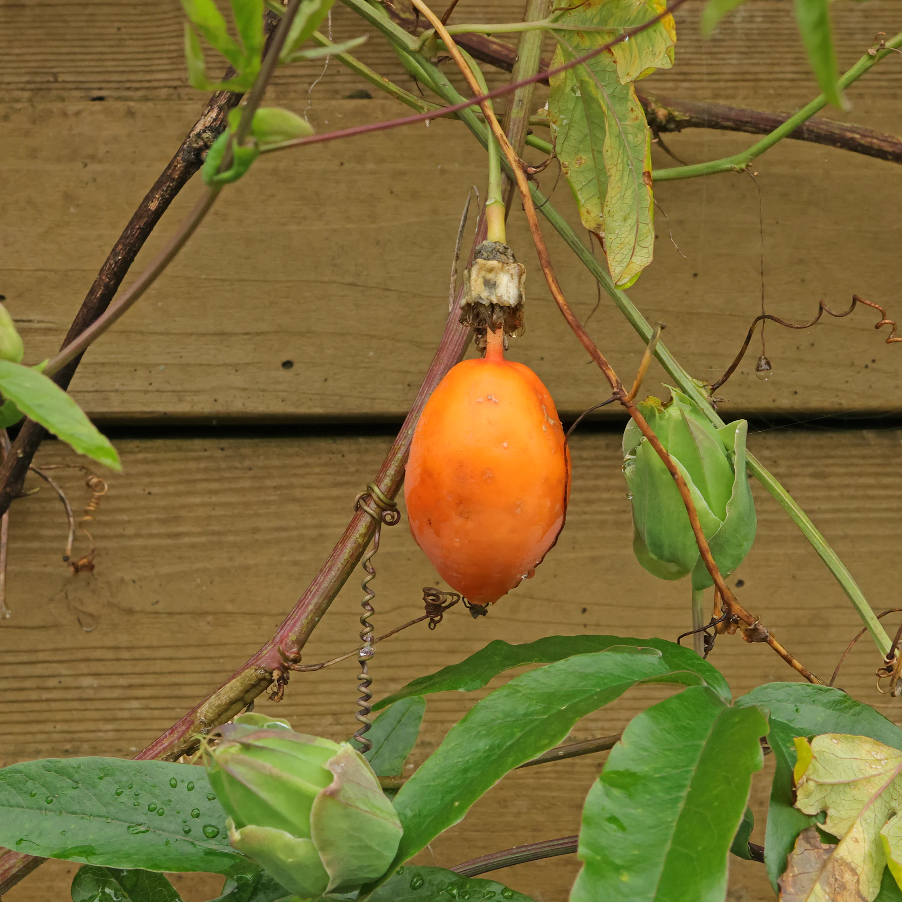 Passiflora caerulea fruto