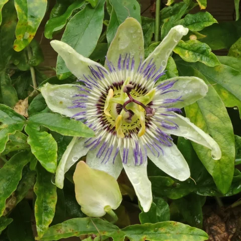 maracujá azul Passiflora caerulea