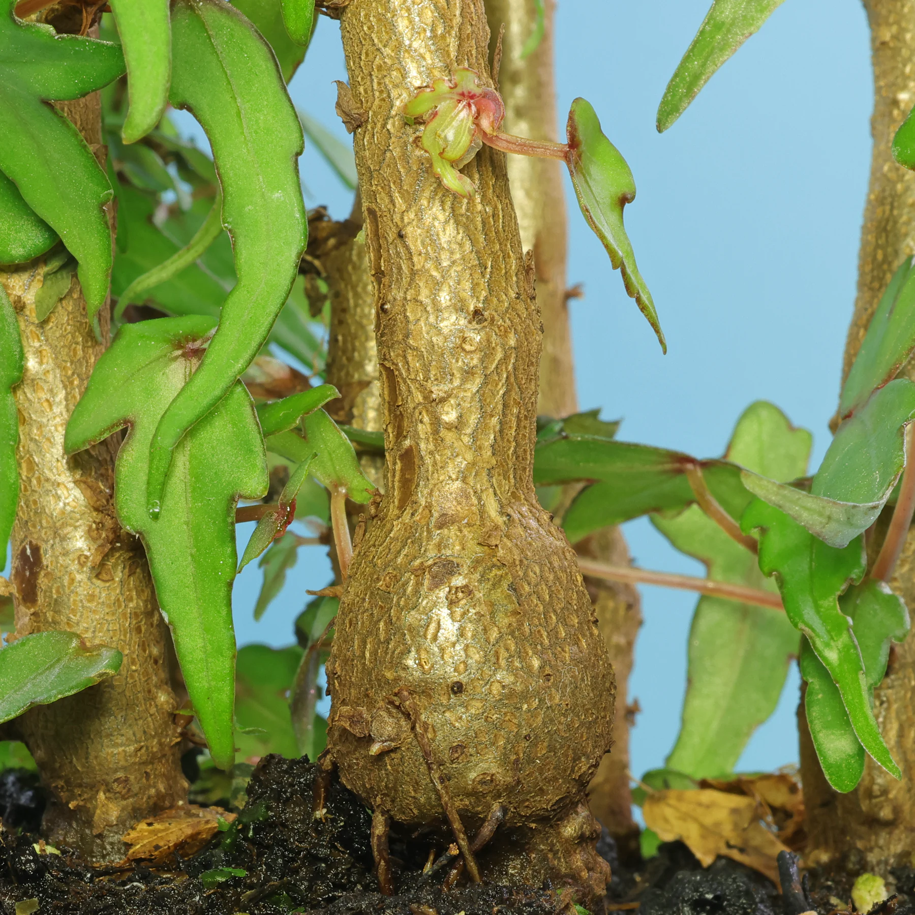 Begonia dregei