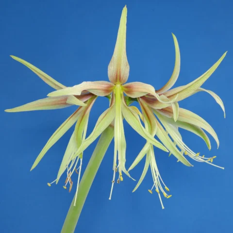 Hippeastrum cybister Emerald