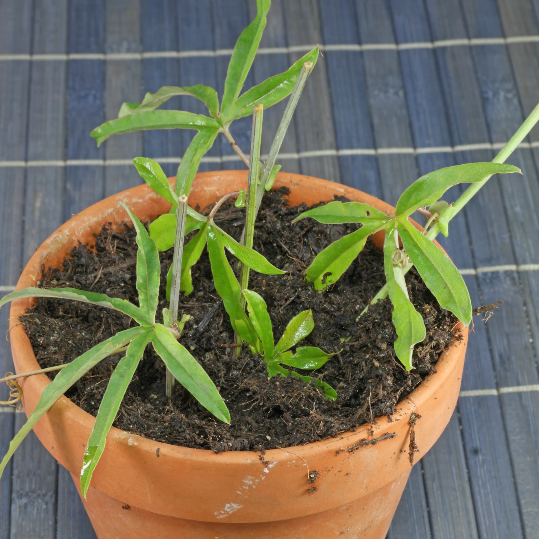 Estacas de Passiflora caerulea