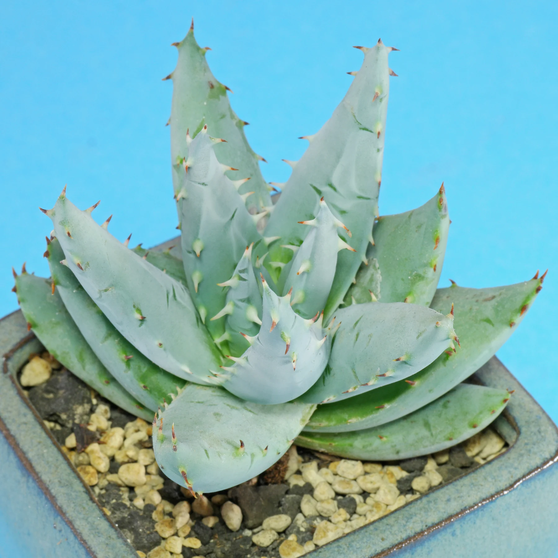 Aloe reitzii