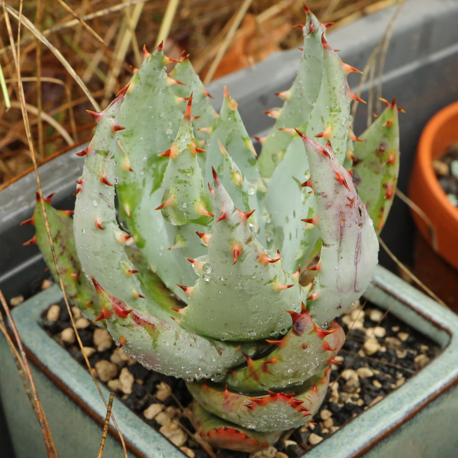Aloe reitzii